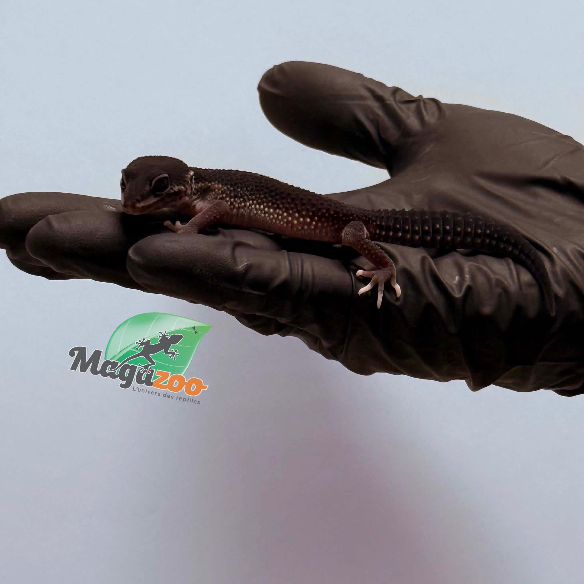 Magazoo Female Black Pearl Leopard gecko 01/17/26