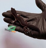 Magazoo Female Black Pearl Leopard gecko 01/17/26