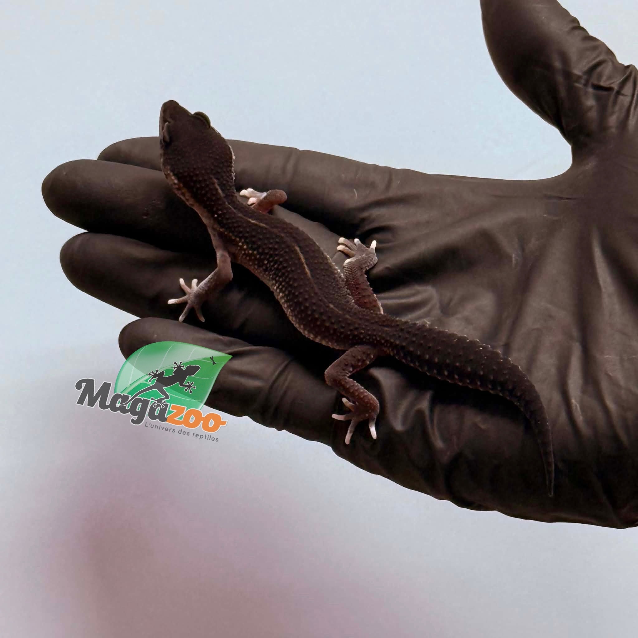 Magazoo Gecko léopard Black Pearl Femelle 17/01/26