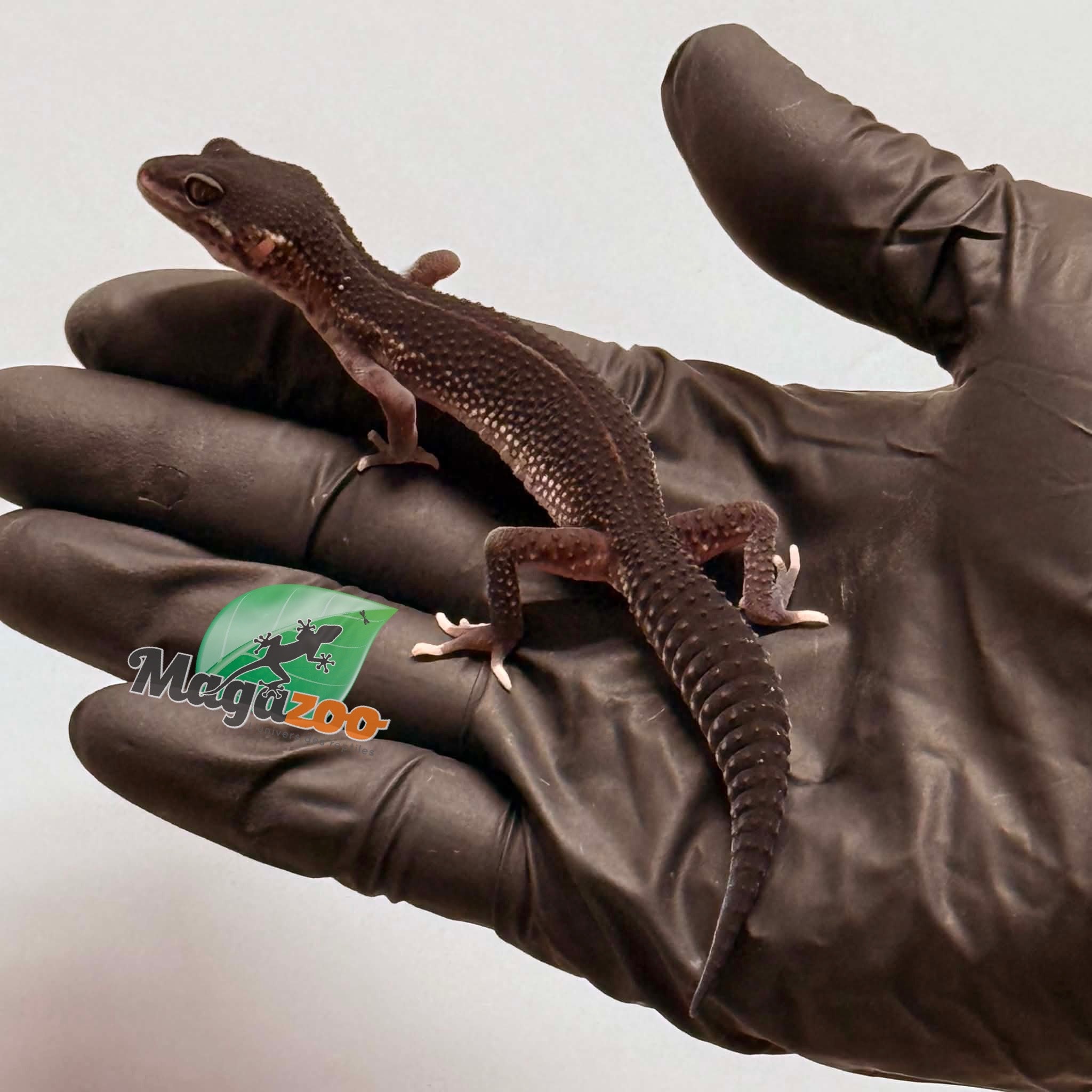 Magazoo Gecko léopard Black Pearl Femelle 17/01/26