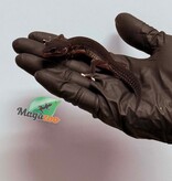 Magazoo Gecko léopard Black Pearl Femelle 17/01/26