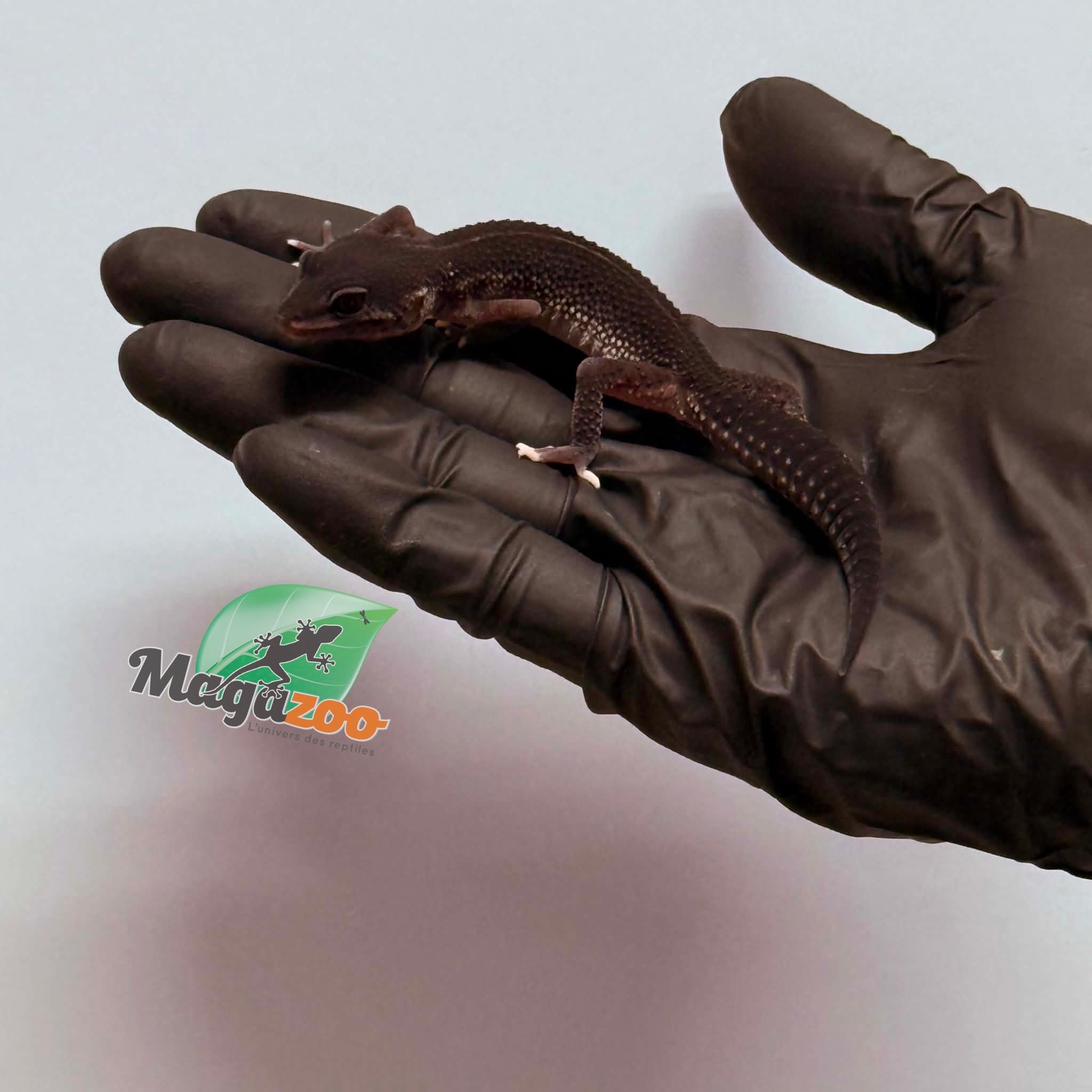 Magazoo Female Black Pearl Leopard gecko 01/17/26