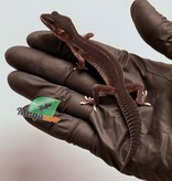 Magazoo Gecko léopard Black Pearl Femelle 17/01/26