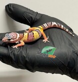 Magazoo Gecko léopard White and Yellow Femelle 12/04/26