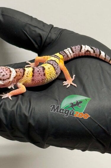 Magazoo Gecko léopard White and Yellow Femelle 12/04/26