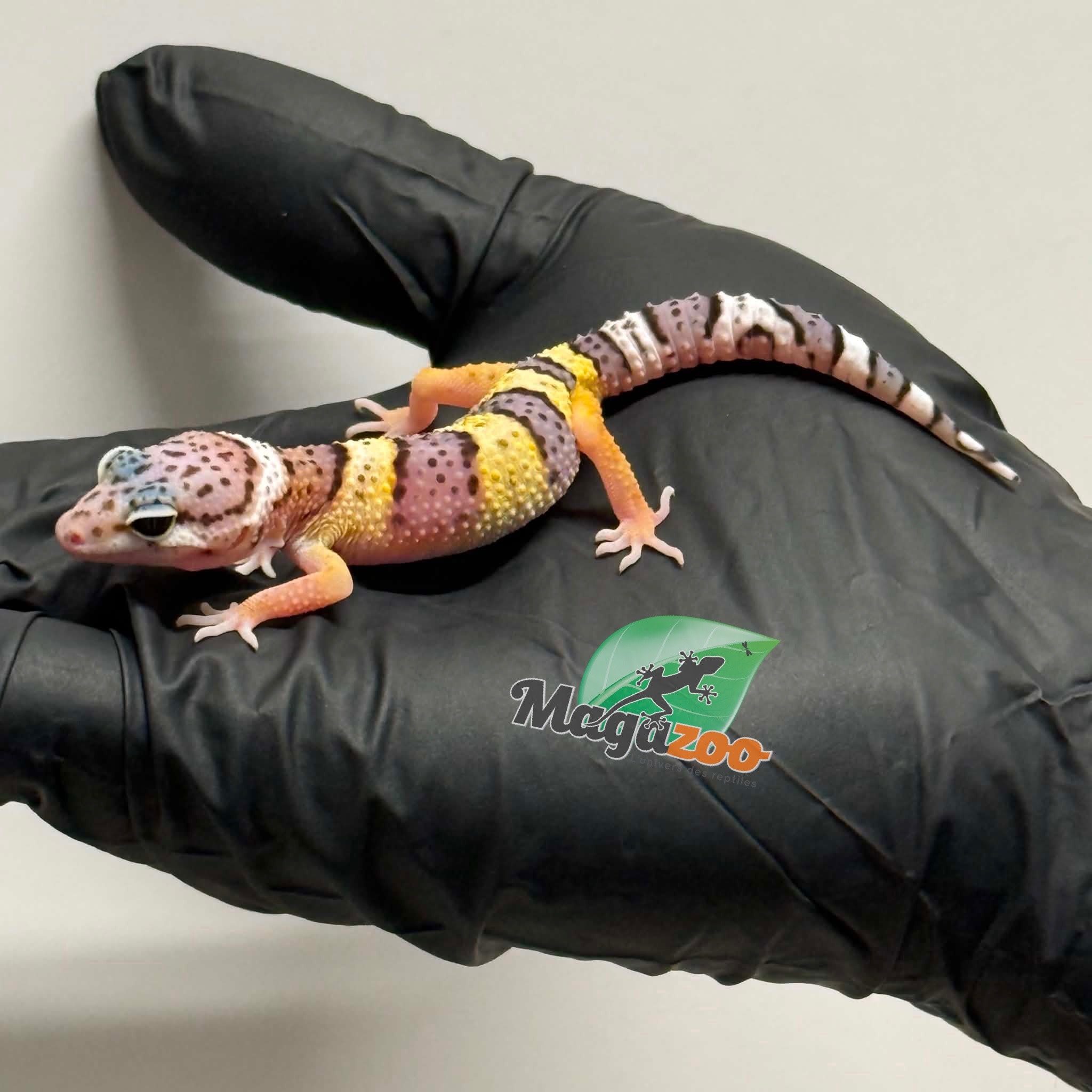 Magazoo Female White and Yellow Leopard gecko 04/12/26