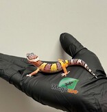 Magazoo Female White and Yellow Leopard gecko 04/12/26