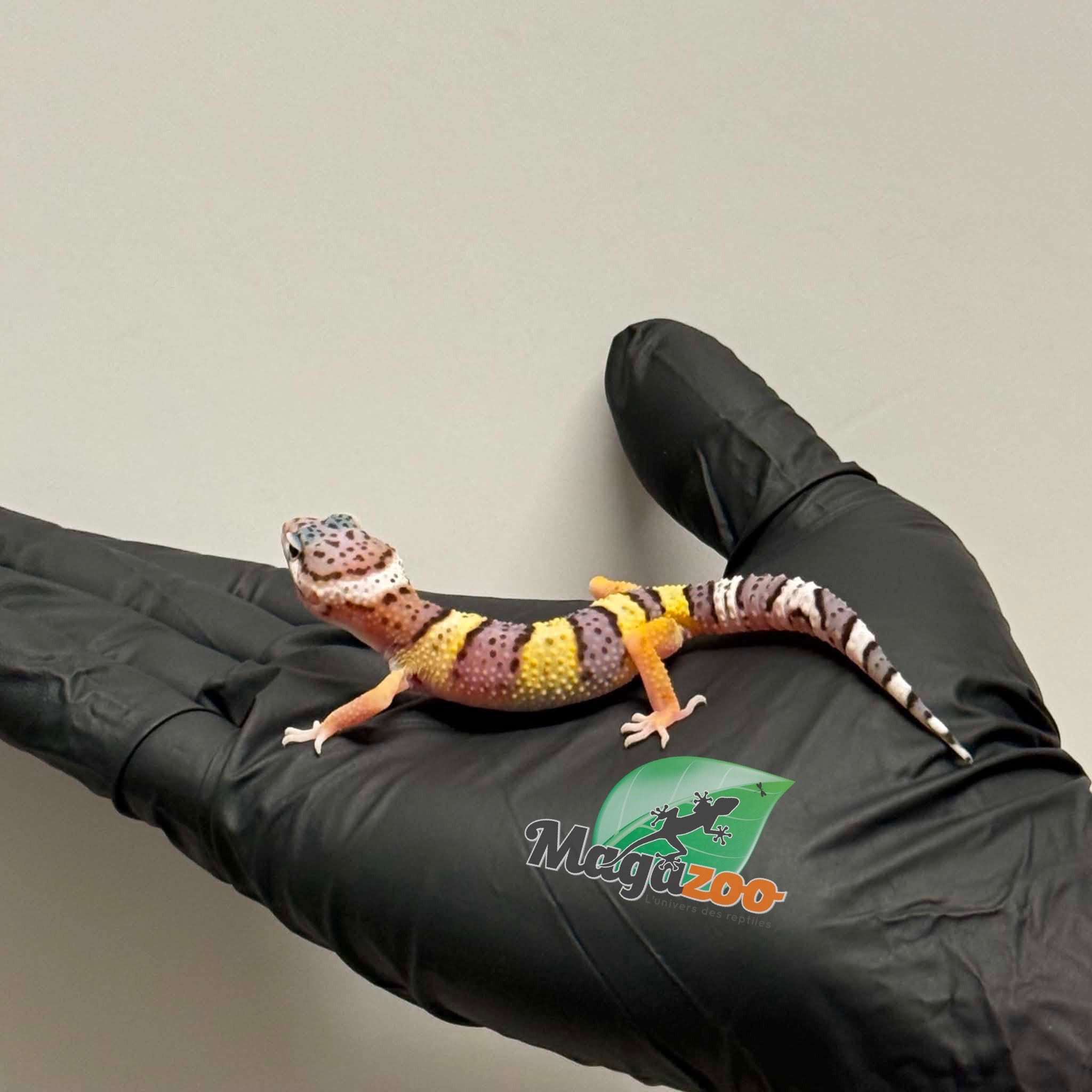 Magazoo Gecko léopard White and Yellow Femelle 12/04/26