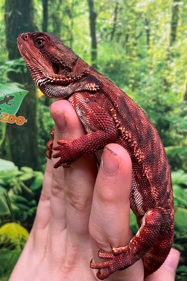 Magazoo Bearded Dragon 75% Red Monster Leatherback (Juvenile) #4 male