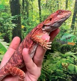 Magazoo Red Leatherback Bearded Dragon (Juvenile)
