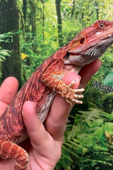 Magazoo Dragon barbu Leatherback Rouge (Juvénile) femelle