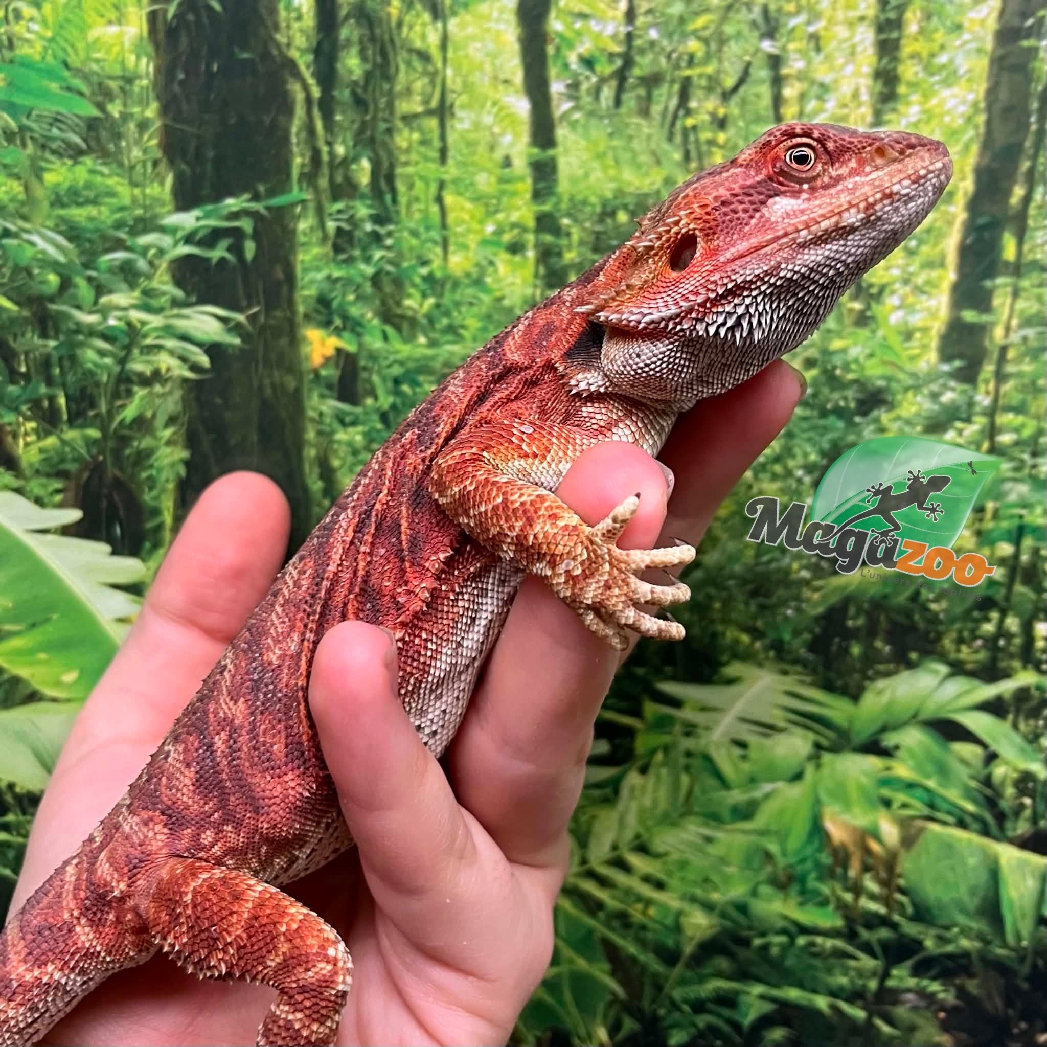 Magazoo Red Leatherback Bearded Dragon (Juvenile)