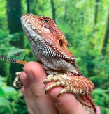 Magazoo Dragon barbu Leatherback Rouge (Juvénile) femelle