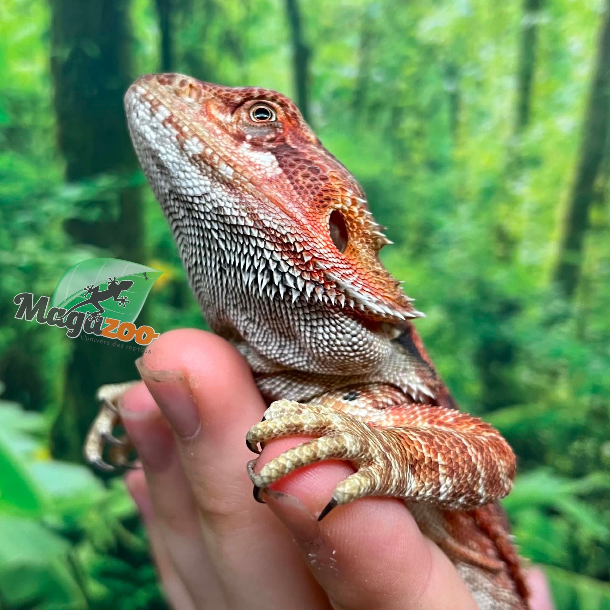 Magazoo Red Leatherback Bearded Dragon (Juvenile)