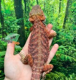 Magazoo Red Leatherback Bearded Dragon (Juvenile)