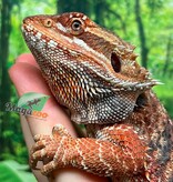 Magazoo Dragon barbu Régulier femelle