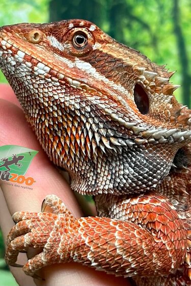 Magazoo Regular Bearded dragon female