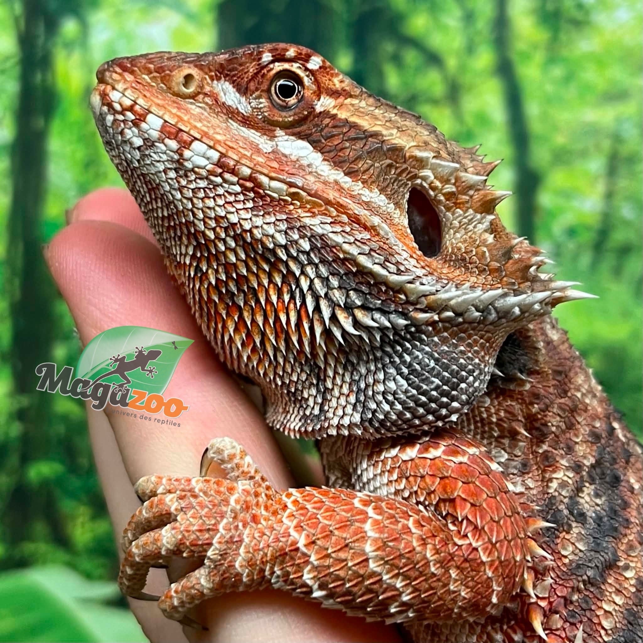 Magazoo Regular Bearded dragon