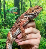Magazoo Dragon barbu Régulier femelle