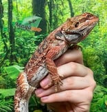 Magazoo Regular Bearded dragon