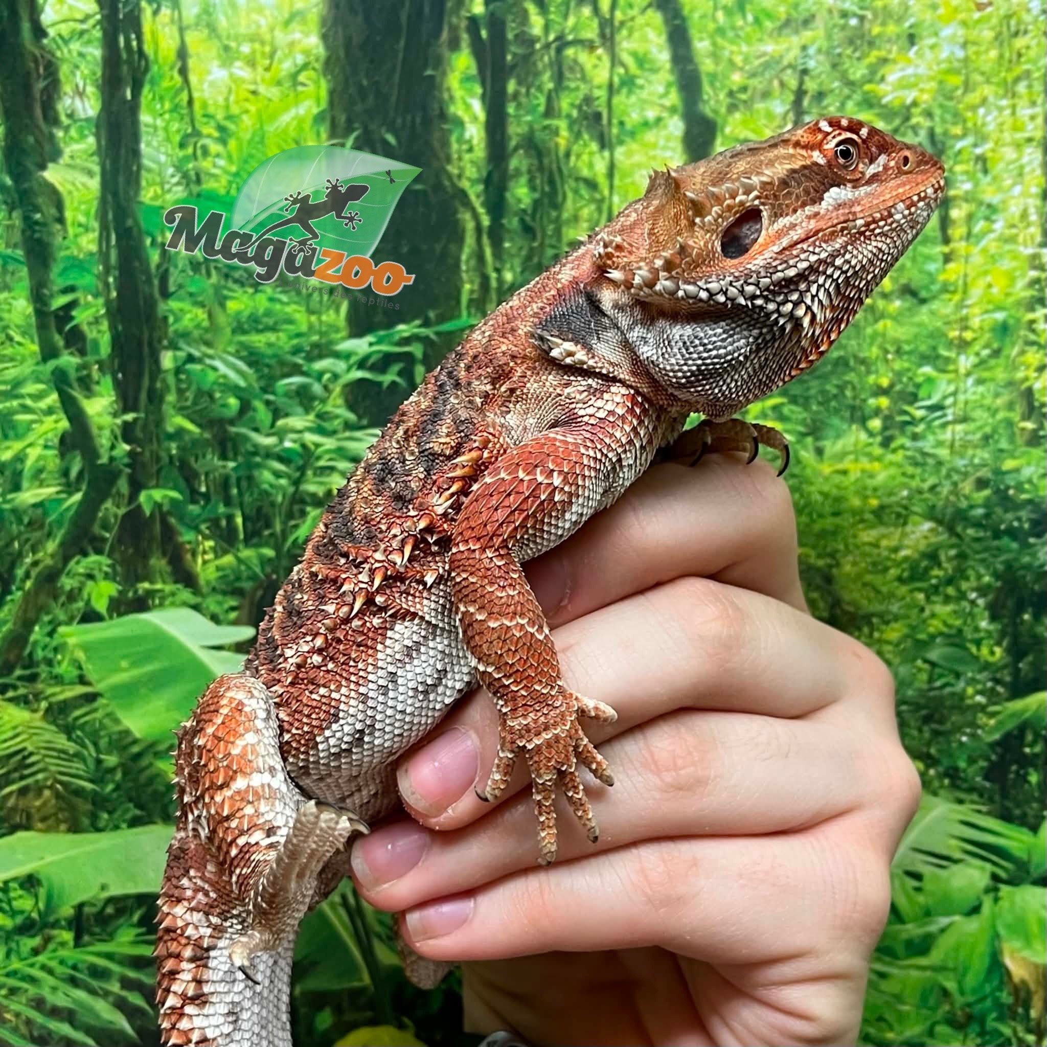 Magazoo Dragon barbu Régulier femelle