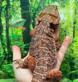 Magazoo Dragon barbu Régulier femelle