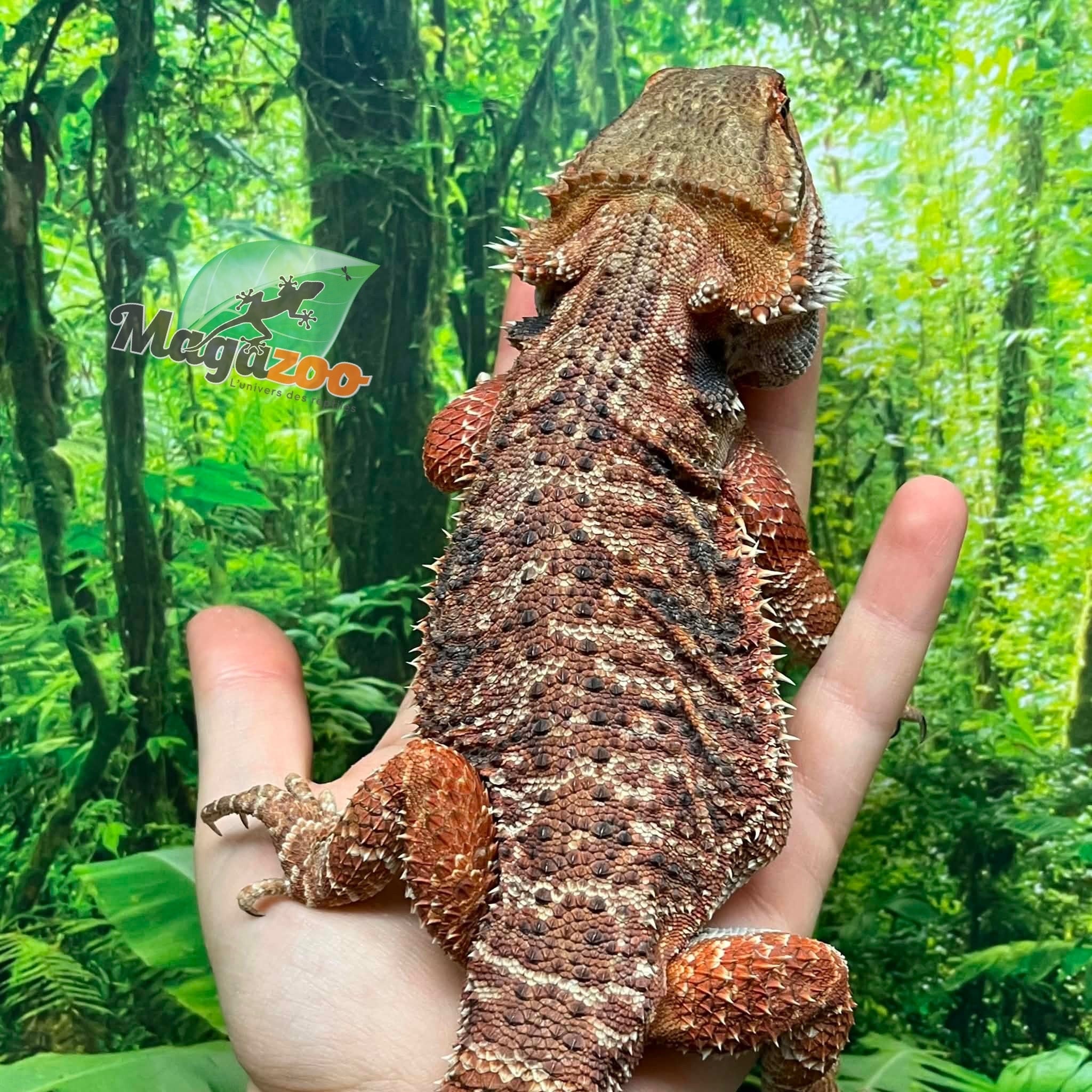 Magazoo Regular Bearded dragon