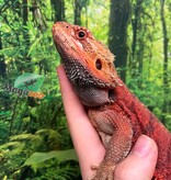 Magazoo Bearded Dragon 75% Red Monster (Juvenile) #1