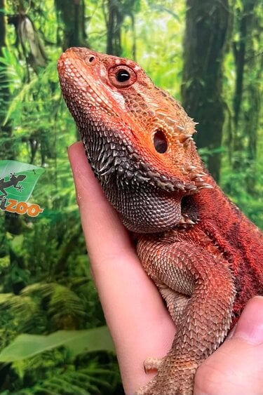 Magazoo Dragon barbu 75% Red Monster (Juvénile) #1 mâle