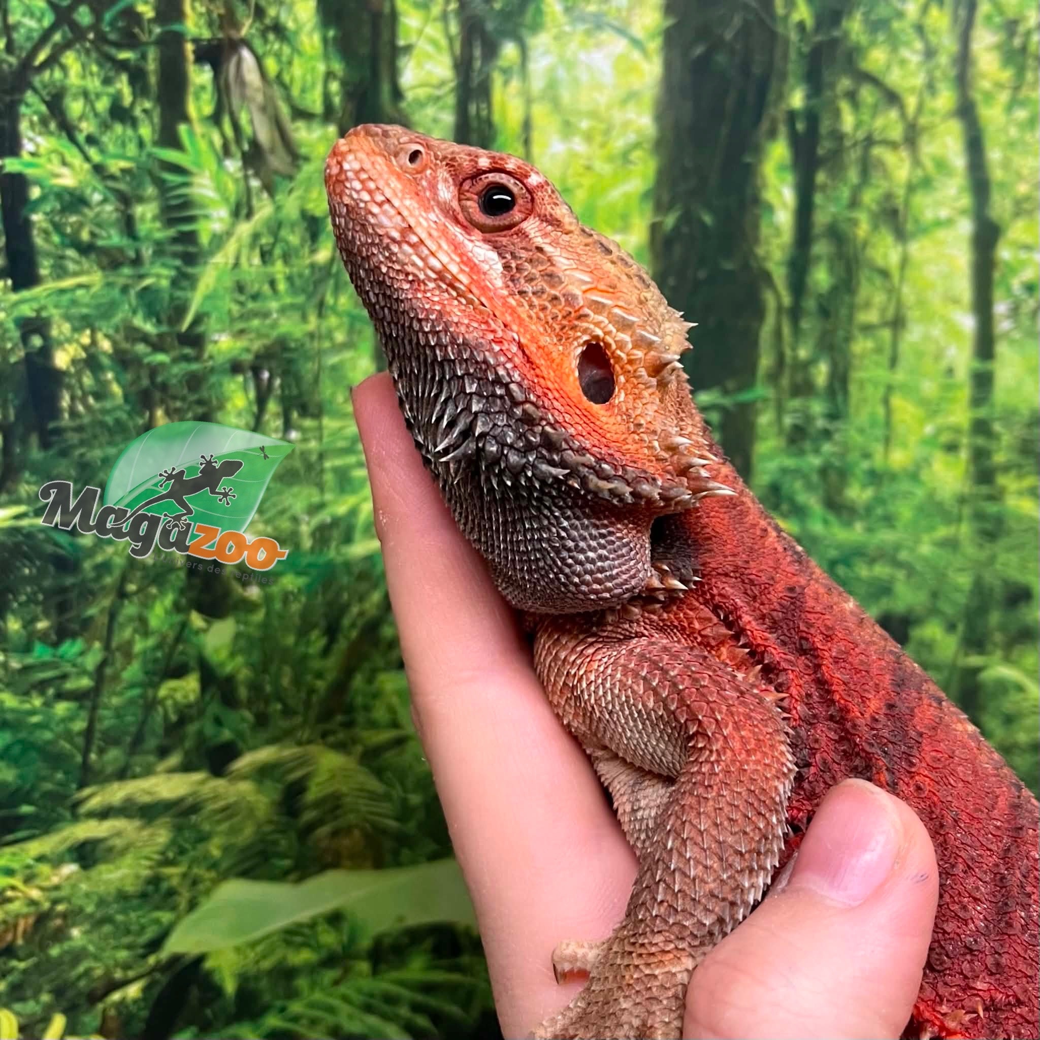 Magazoo Bearded Dragon 75% Red Monster (Juvenile) #1