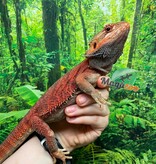 Magazoo Bearded Dragon 75% Red Monster (Juvenile) #1