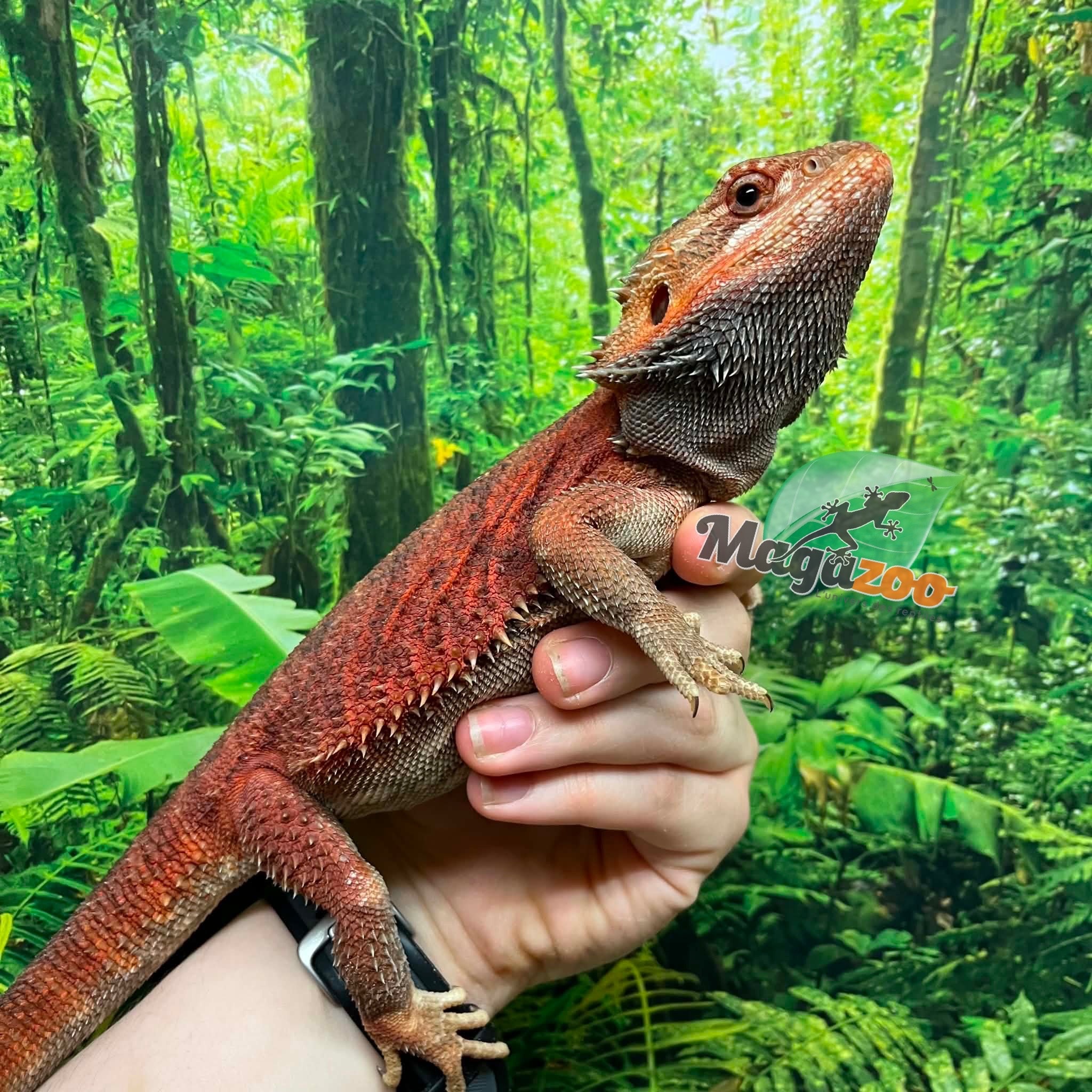 Magazoo Bearded Dragon 75% Red Monster (Juvenile) #1
