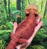 Magazoo Dragon barbu 75% Red Monster (Juvénile) #1 mâle