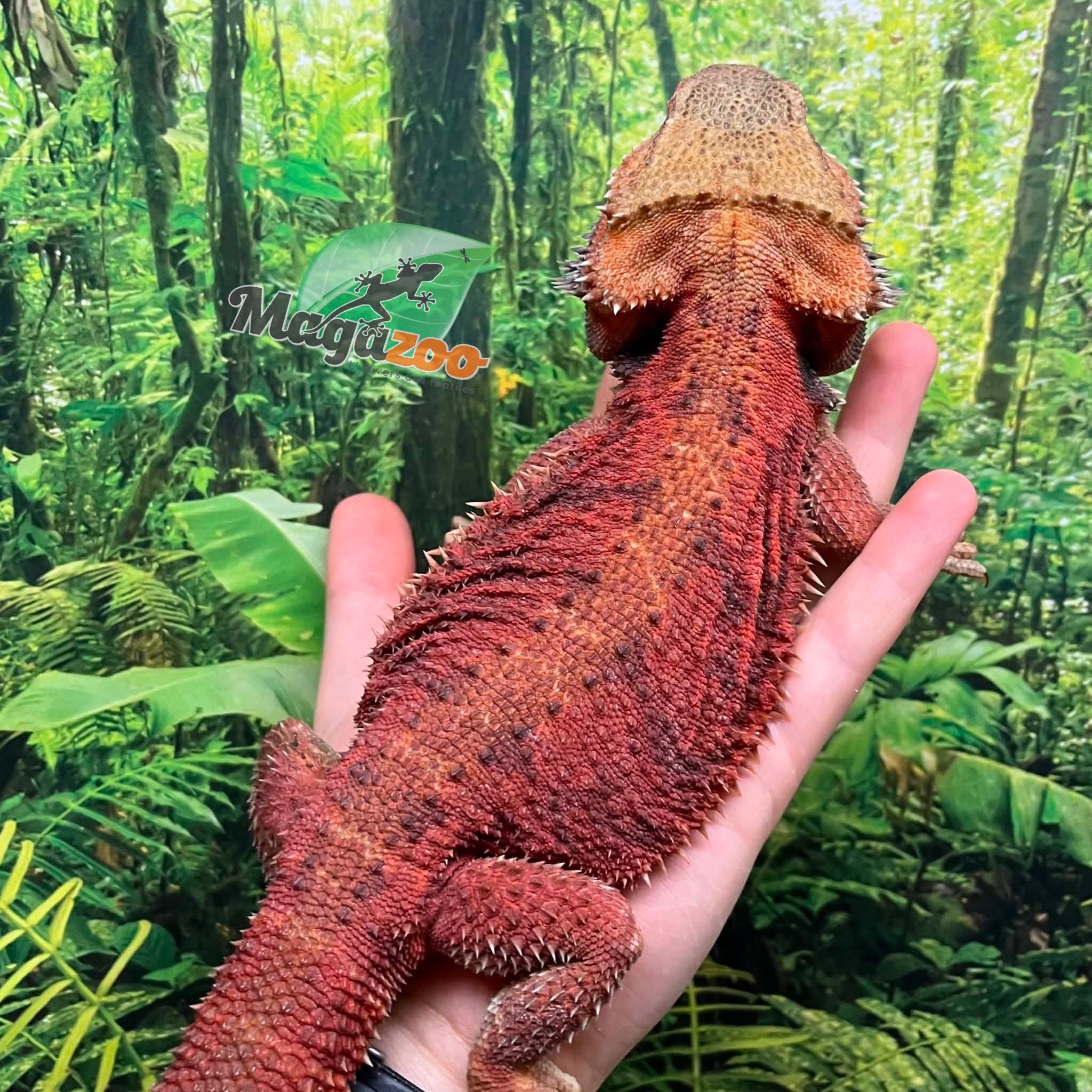 Magazoo Dragon barbu 75% Red Monster (Juvénile) #1 mâle