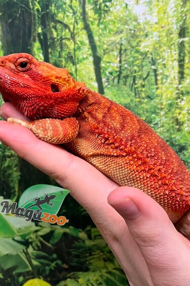 Magazoo Female Orange Hypo Bearded dragon (Apx. 1 year old) / 2nd chance - Adoption