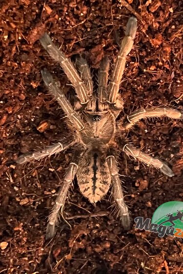 Black thai tarantula (Sold with enclosure) / Melopoeus cf. minax