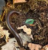 Magazoo Mille-pattes américain  Moyen CB  (Narceus americanus) - Medium north american millepede cb