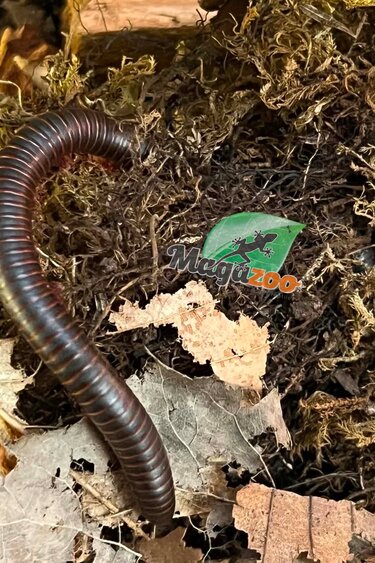 Magazoo Mille-pattes américain  Moyen CB  (Narceus americanus) - Medium north american millepede cb