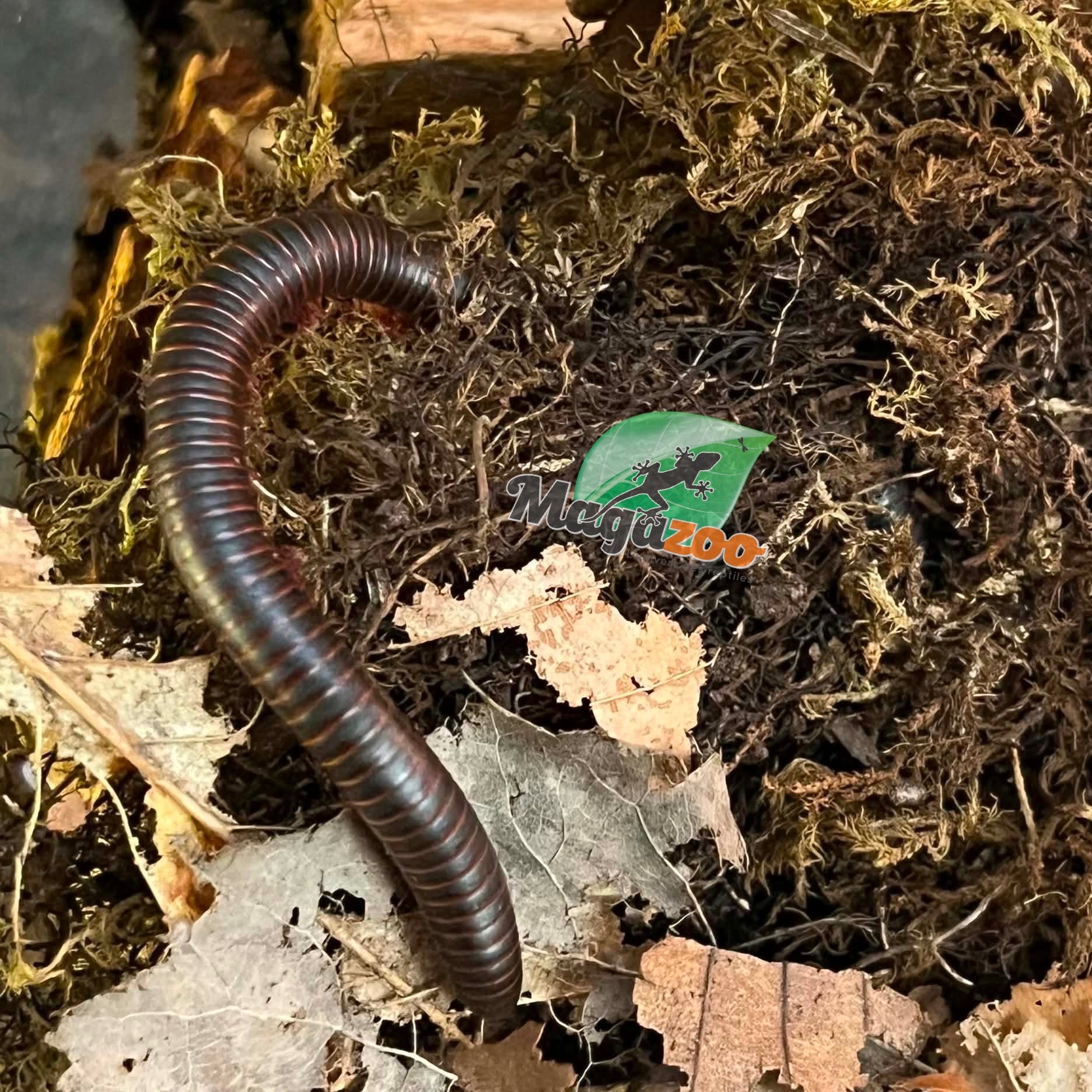 Magazoo Medium North American millipede CB  (Narceus americanus)