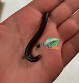 Magazoo Mille-pattes américain  Moyen CB  (Narceus americanus) - Medium north american millepede cb