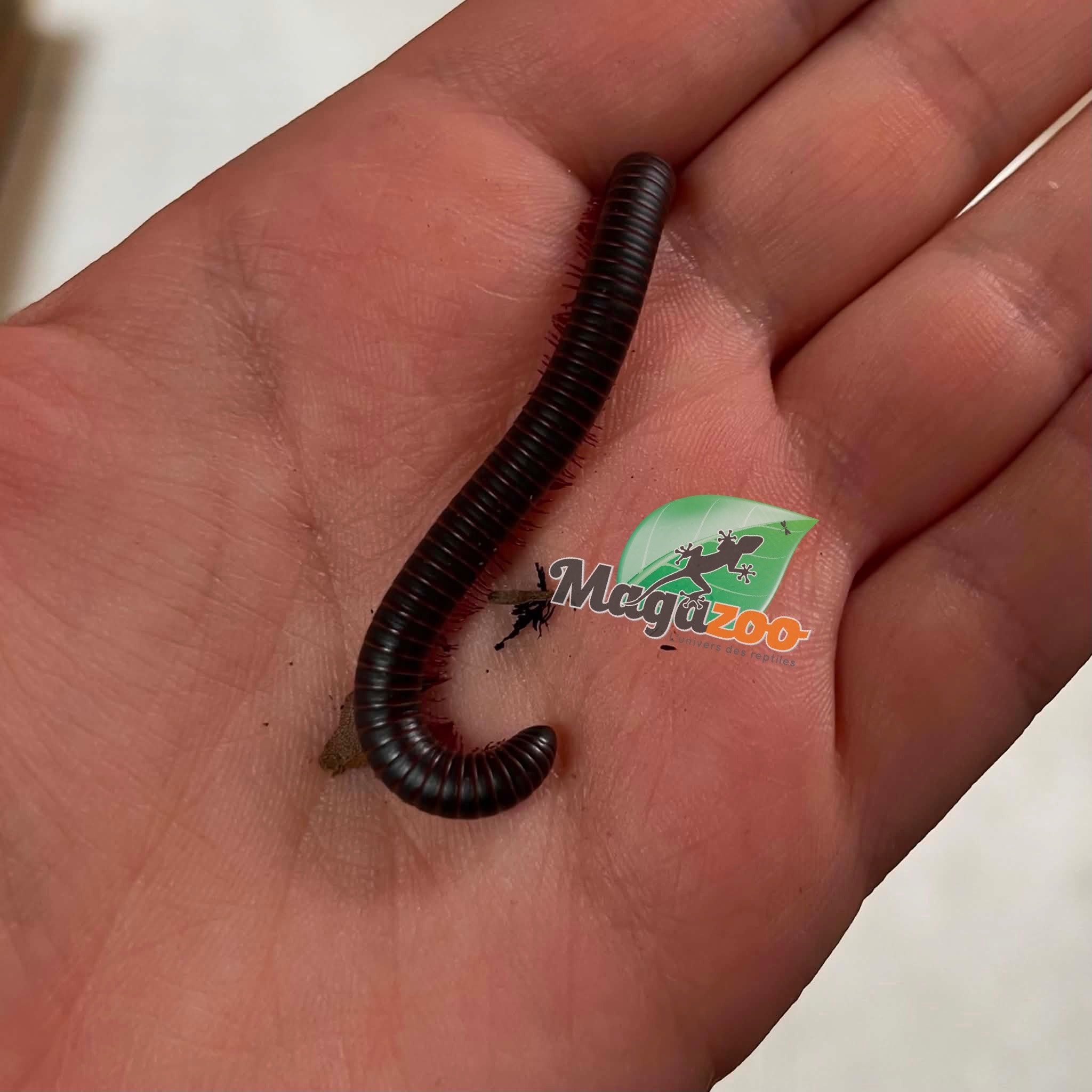 Magazoo Mille-pattes américain  Moyen CB  (Narceus americanus) - Medium north american millepede cb