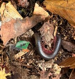 Magazoo Medium North American millipede CB  (Narceus americanus)