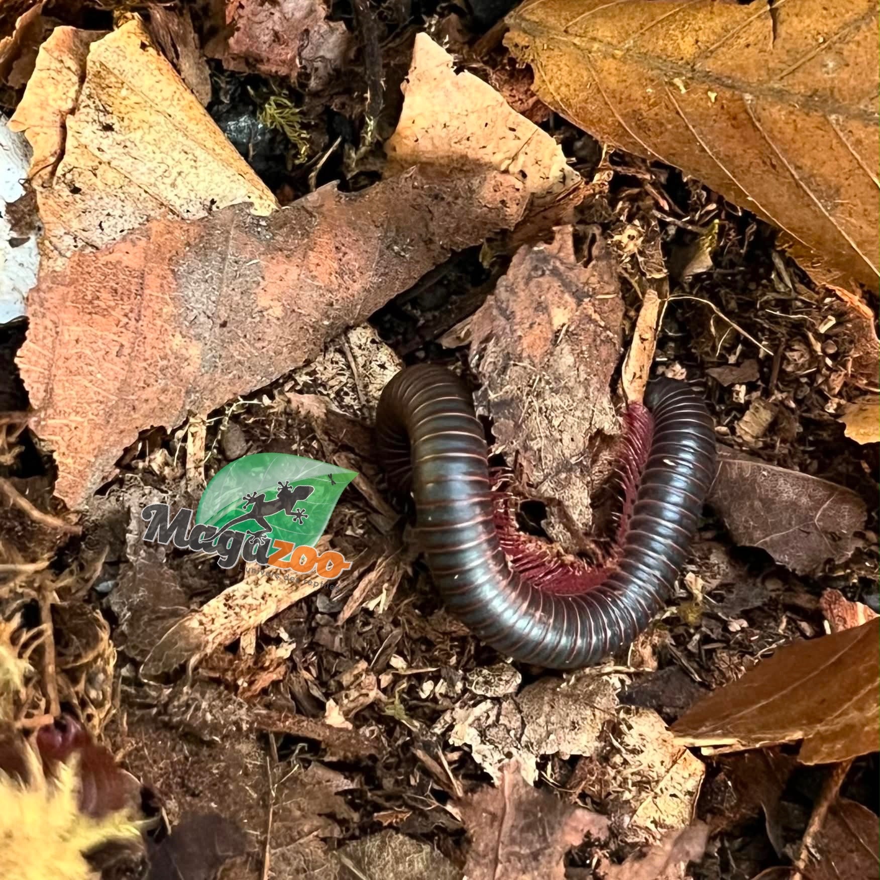 Magazoo Mille-pattes américain  Moyen CB  (Narceus americanus) - Medium north american millepede cb