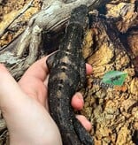 Magazoo Male Mexican spiny-tailed iguana (Missing part of tail) / Adoption - 2nd chance - Adoption