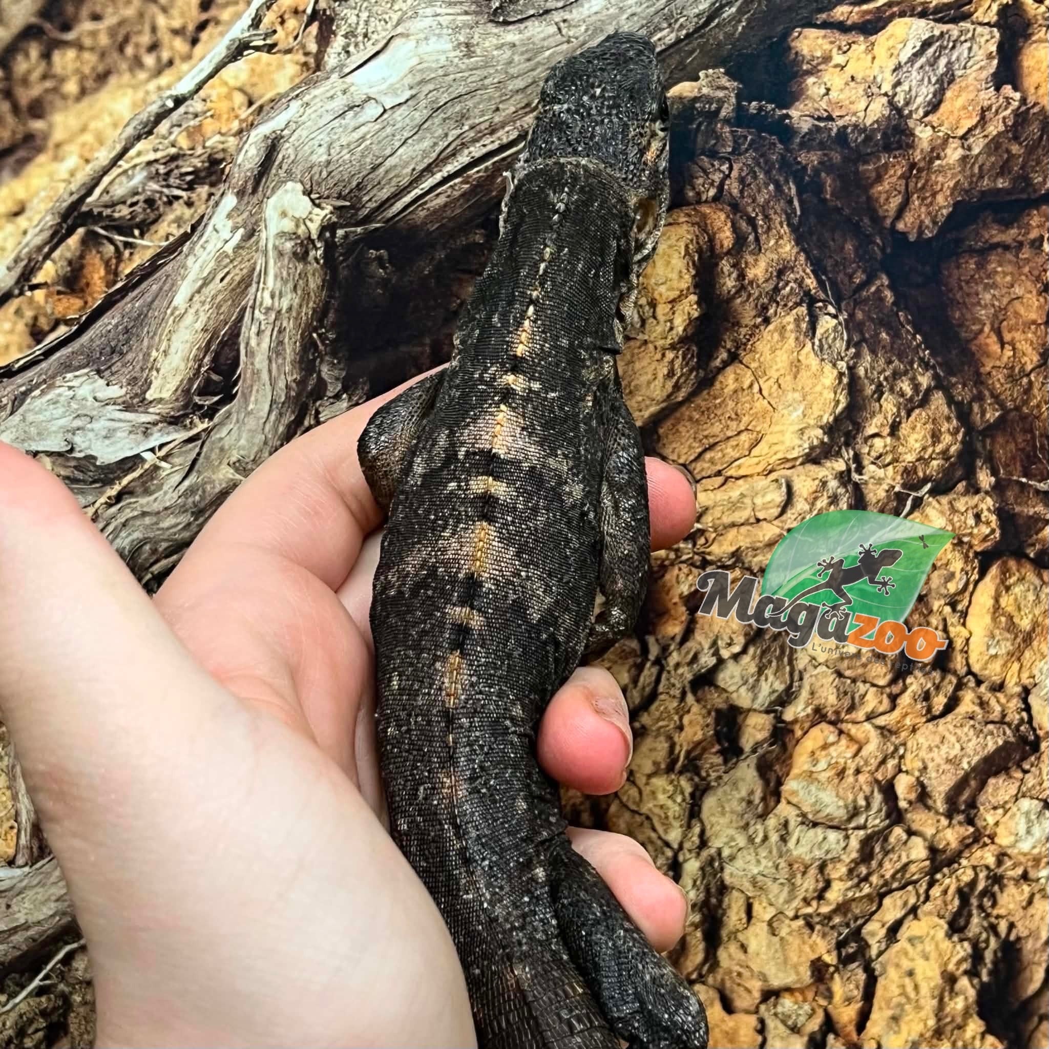 Magazoo Male Mexican spiny-tailed iguana (Missing part of tail) / Adoption - 2nd chance - Adoption