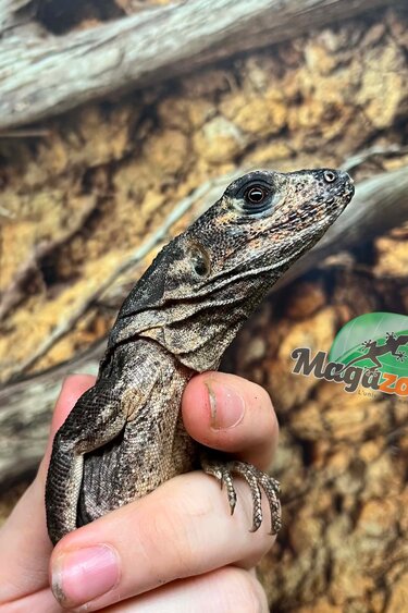 Magazoo Male Mexican spiny-tailed iguana (Missing part of tail) / Adoption - 2nd chance - Adoption