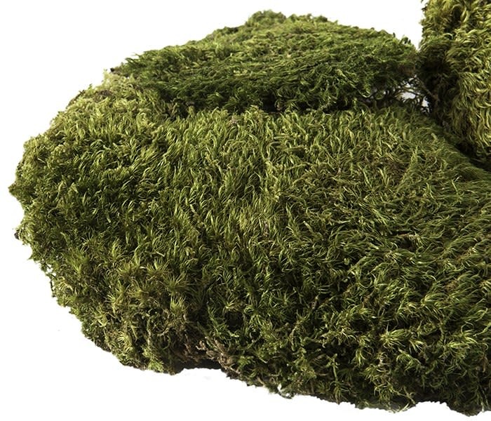 Galapagos Terrarium pillow moss