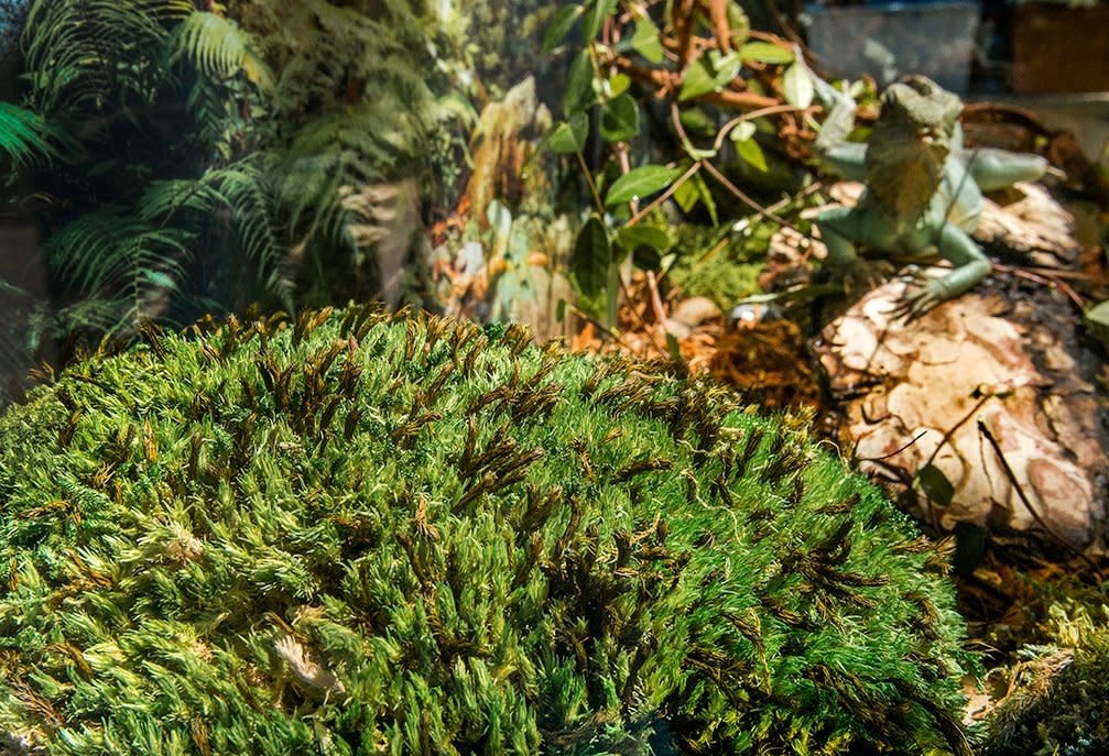 Galapagos Terrarium pillow moss