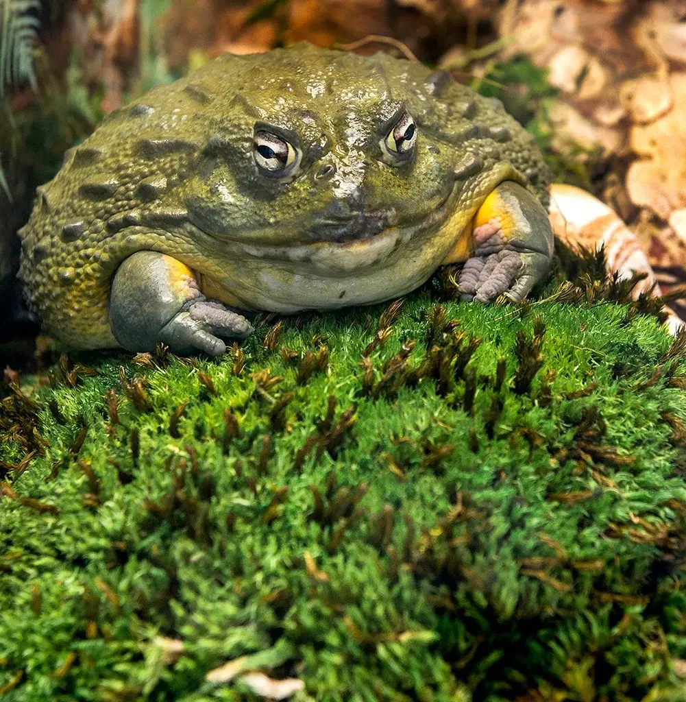 Galapagos Terrarium pillow moss
