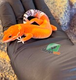 Magazoo Female Tangerine Mandarin Leopard gecko 03/25/26